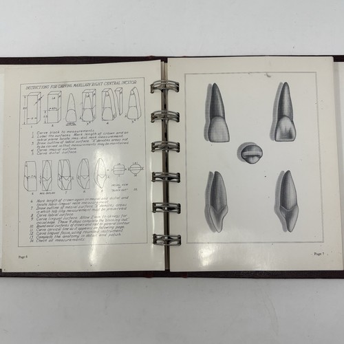 DENTAL ANATOMY Tooth Carving Manual Henry A. Linek D.D.S. Vintage USC 1949 - Foto 10 di 11