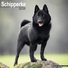 SCHIPPERKE - 2026 WALL CALENDAR - BRAND NEW - 06834