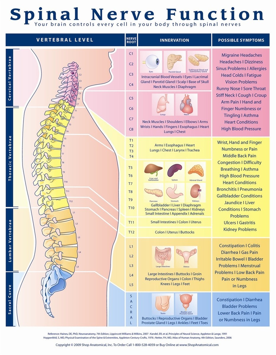 Nerve Root Innervation Chart Spinal Nerve Roots Chart