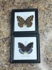 Vintage Lot of 2 Real Butterflies in 5x5” Framed Glass Display TAXIDERMY Rare — photo 1
