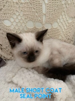 Ragdoll X Siamese Kittens Cats Kittens Gumtree Australia