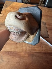 Altes Lehrmodell Maul Und Klauenseuche Modell Vintage Objekt Anatomiemodell