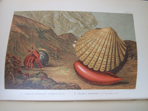 Glaucus, or, Wonders of the Shore, 1887, Kingsley, 12 plates, Chromolithographs - Imagen 10 de 10