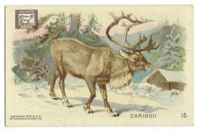 Caribou Interesting Animals Card Dwight's Soda #15 1915