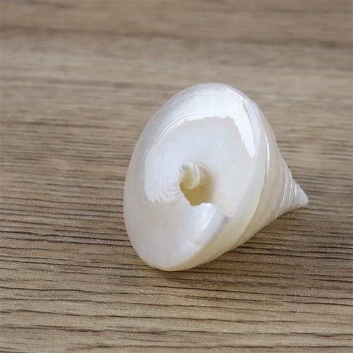 1X Natürlich Muschel Shell See Schnecke Fisch Aquarium Deko Landscape Stütze DIY - Bild 9 von 13