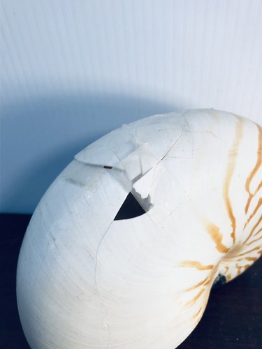 Nautilus pompilius a righe. Conchiglia da spiaggia nautica naturale 6,5" DANNEGGIATA - Foto 5 di 12