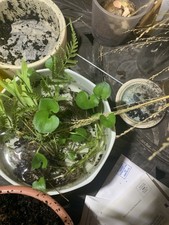 Live Water Hyacinth Floating Aquarium Plant Freshwater Tropical Beginner