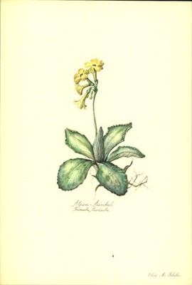 Alpen - Aurikel (Primula Auricula). Kunstdruck nach Aquarell von Elsa M. Felsko.