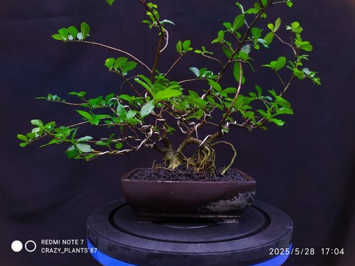Sterblus Asper Bonsai Tree ~ Please select a tree according to the code listed. - Picture 7 of 7