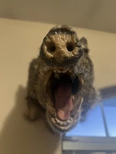 Javelina Shoulder Mount Taxidermy