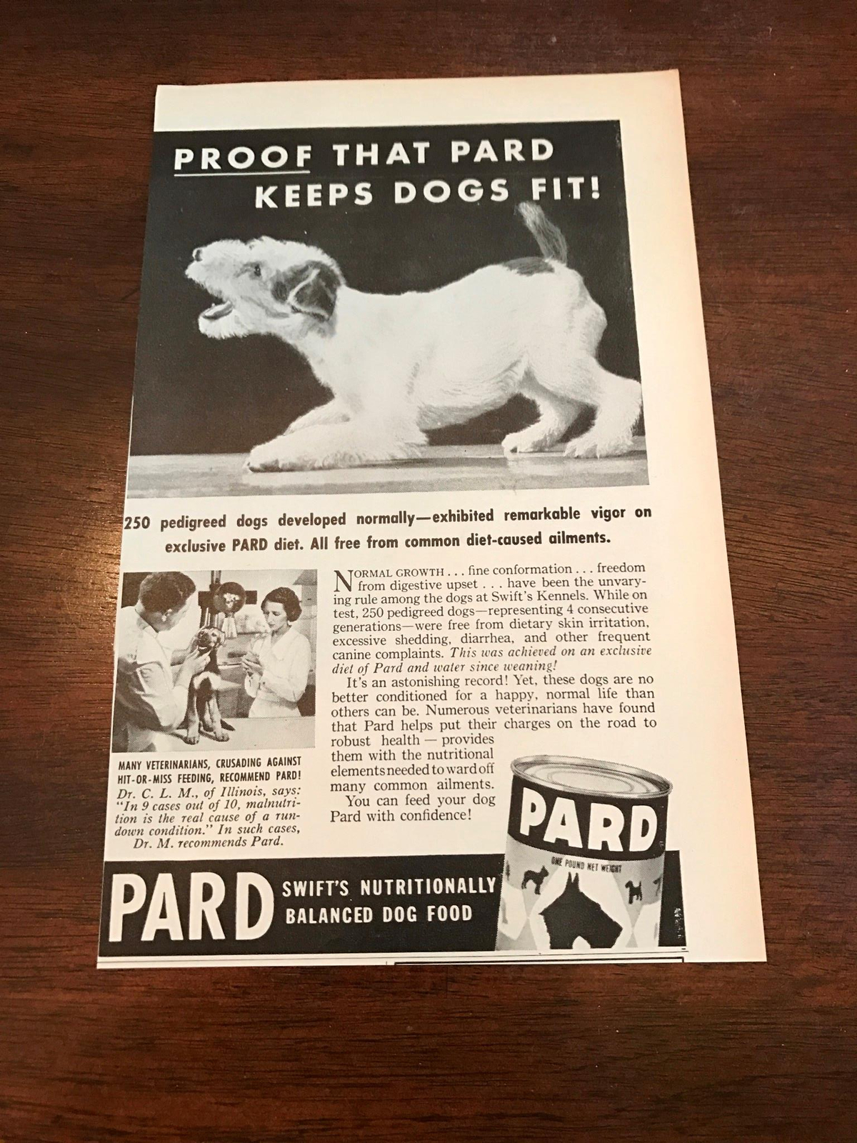 Jack Russell Terrier Keeps Dogs Fit