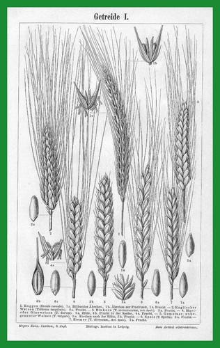 1897: Getreide: Getreidearten: Getreide I.-III. 3 Grafiktafeln + OText