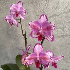 Phaleanopsis  Toshi Peloric