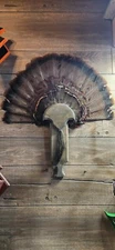 Turkey Fan Plaque Box Call Handle SG