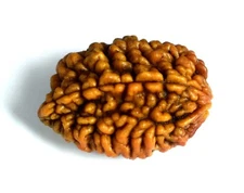 Lab Certified Nepal 2 Mukhi Rudraksha / Two Face Rudraksha
