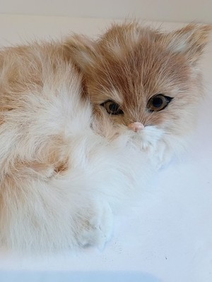 Vintage Life Like Cat Figure Rabbit Fur 