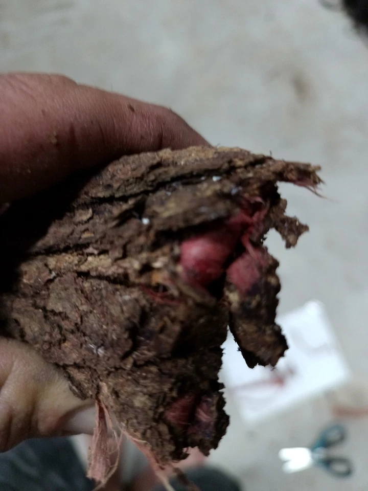 Polvo de corteza de raíz natural para tinte de cuero 1 kg ¡NUEVO LOTE!! Foto 3 de 4