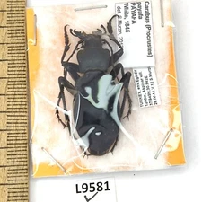 Carabidae, Carabus payafa payafa, male, A1, Türkiye