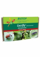20 Ladybugs Adults Adalia