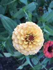 Organic Dried zinnia flowers for tea or DIY projects