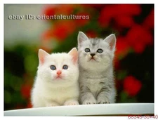 Chinese 100% real natural silk thread,su hand embroidery kits:cats cute kitty 