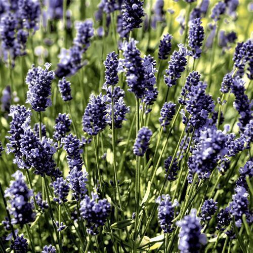 20 Cocktailservietten Lavendel Field Blumen Wiese Lila GrüN Garten Deko 24X24Cm-image
