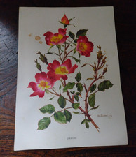 Vintage Menu for Swissair 1962  Cocktail  Sarmenteux, Meilland