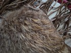 Animal Hyde Purse Unfinished — photo 7