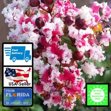 20 peppermint lace CREPE MYRTLE seeds Tree Shrub Lagerstroemia Indica red seed