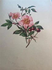 Antique Chromolitho Plant Print 1878 T. Meehan. Native Flowers & Ferns of the US