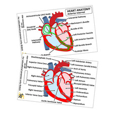 Heart Anatomy ID Badge Card | Paramedic Flashcard | Nurse Student Medic Cardiac