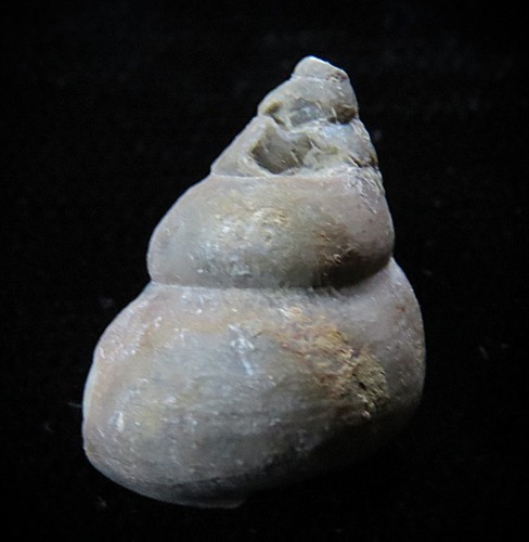 Gastropod- 3/4"- Cyclnema bilix lata- Ordovician, Cincinnati, Ohio