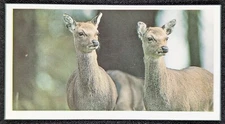 Sika Deer 1992 Natural Neighbors Animal Wildlife Midgee Card #40 (NM)