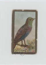 1910 ATC Bird Series T42 Piedmont Starling 0n8
