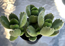 Cotyledon tomentosa 'Bear’s Paws', in a 2.5" container