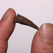 Dinosaur Age TURTLE CLAW from the Late Cretaceous Hell Creek Formation Badlands