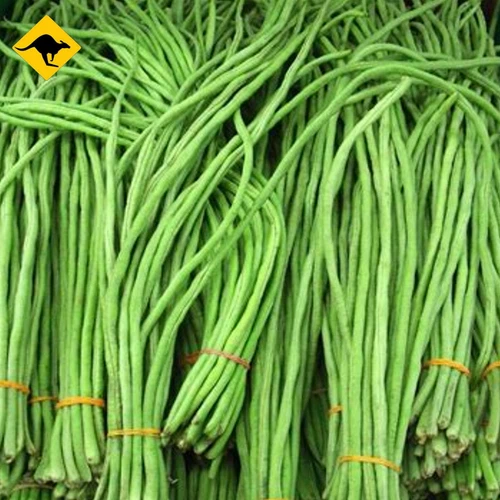 Cow Pea Seed - 10 to 200 Cowpea Seeds - Great For Poor Soils - Organic  🫘 - Picture 1 of 7