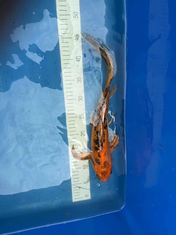 Mariposa Hi Bekko Doitsu 14 pulgadas Foto 4 de 4