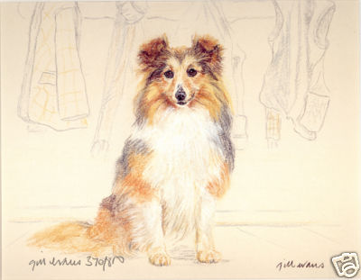 SHETLAND SHEEPDOG SHELTIE COLLIE DOG FINE ART LIMITED EDITION