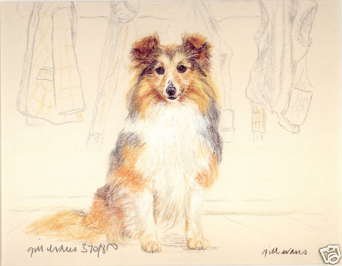 SHETLAND SHEEPDOG SHELTIE COLLIE DOG FINE ART LIMITED EDITION PRINT - Picture 1 of 1