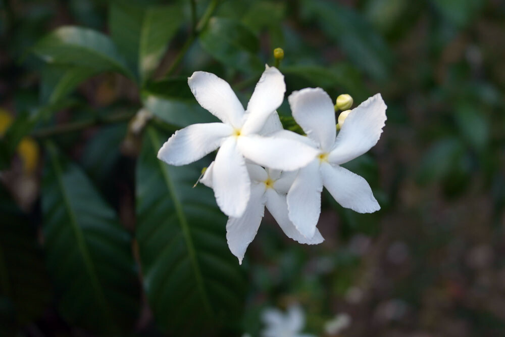 Jasminum trichotomum THREE FORKED JASMINE Seeds! | eBay