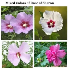 100 MIXED COLORS ROSE OF SHARON BUSH SHRUB  USA Seller Home Grown