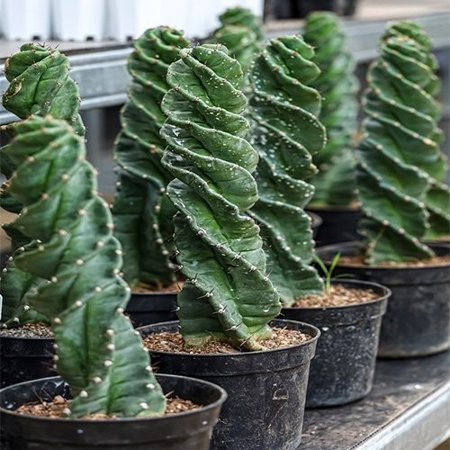 Cereus Spiralis twisted spiraling growth pattern, columnar cactus - Picture 1 of 5