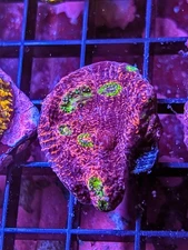 WYSIWYG Pink B00bies Chalice Live Coral Rainbow Multi LPS SPS Acro Zoa JF WWC