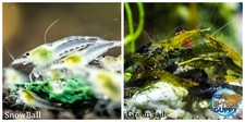  COMBO 10 1 Snowball  10 1 Green Jade Freshwater Neocaridina Aquarium Shrimp