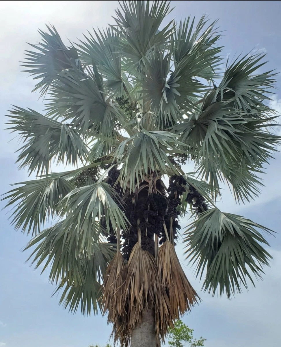 Bismarckia nobilis. Bismarck Palm. Silver Palm. Palma Azul. Palma Plateada. Palm