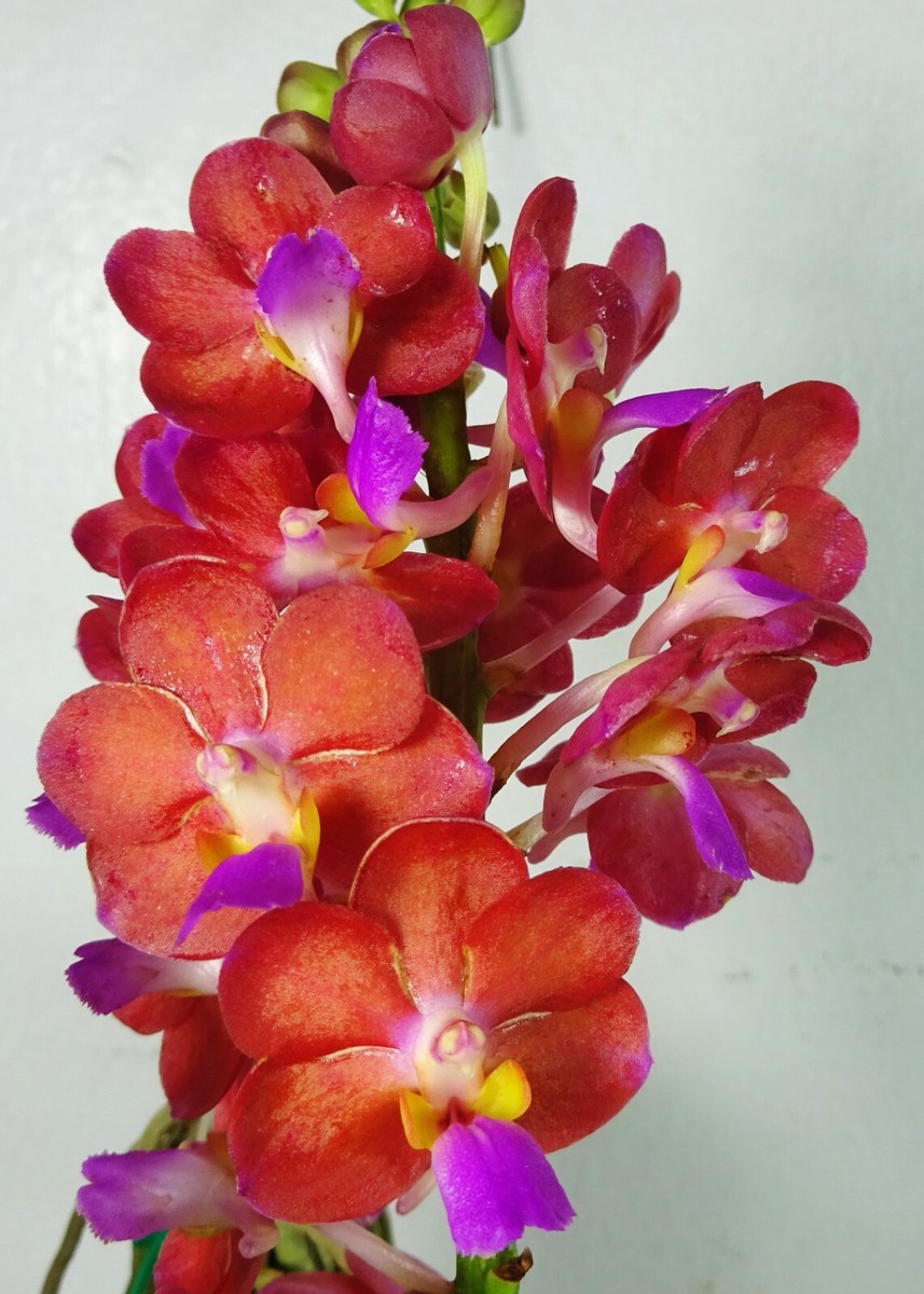 1 Vanda (Bangkok Sunset x Wilas 'Red') + 1 Perreiraara Tony 1 Vanda (Bangkok Sunset x Wilas 'Red') + 1 Perreiraara Tony