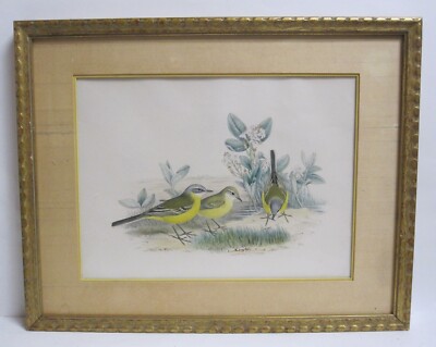 John Gould & H.C. Richter Grey-Headed Wagtail (Budytes Flava) Hand-Colored Litho