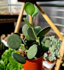 Xerosicyos Danguyi | The Silver Dollar Vine | Madagascan succulent plant in pot