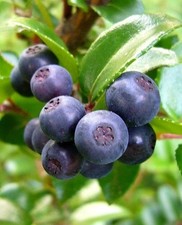 100 Big Huckleberry Seeds | Vaccinium membranaceum | Edible Native Berry